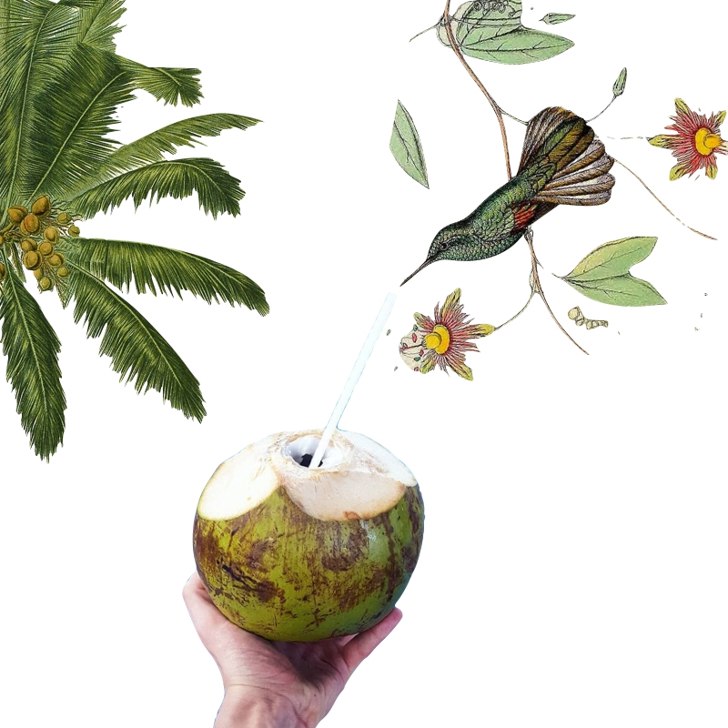 Why We All Should Drink Coconut Water Every Day Notorious mag